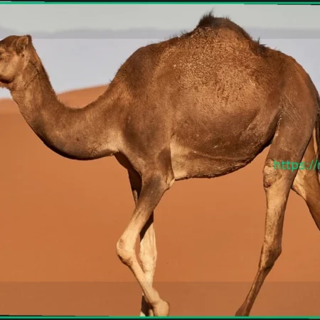 20 верблюдов дисквалифицированы с конкурса красоты из-за ботокса и филлеров