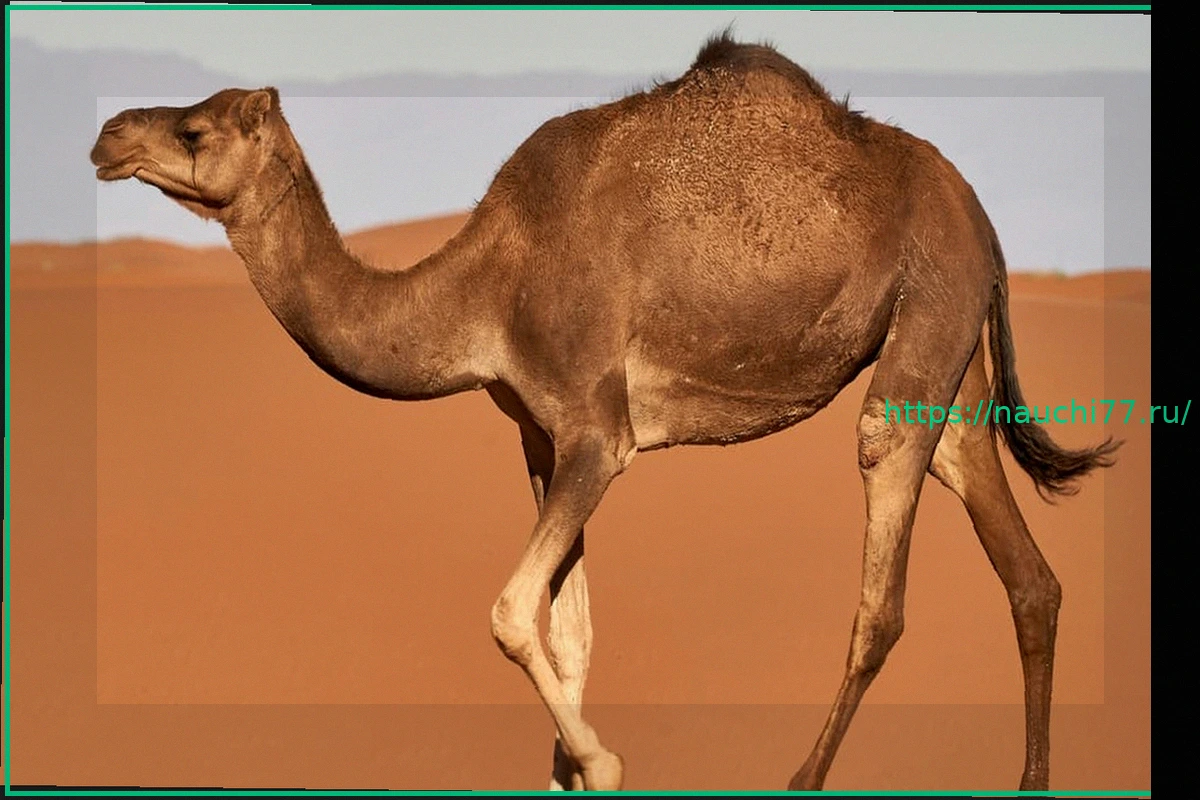 Preview 20 верблюдов дисквалифицированы с конкурса красоты из-за ботокса и филлеров