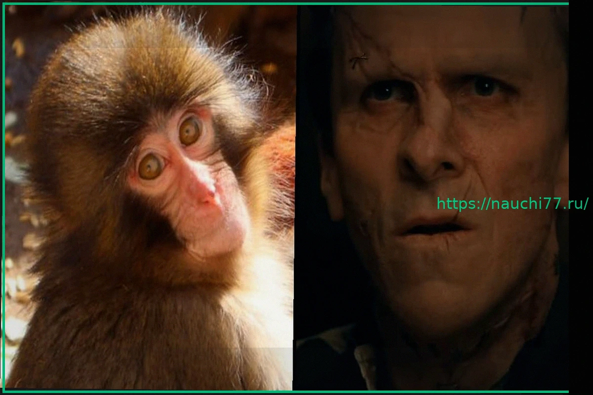 Preview Кристиан Бейл сравнивает вирусную обезьянку Панч с Монстром Франкенштейна