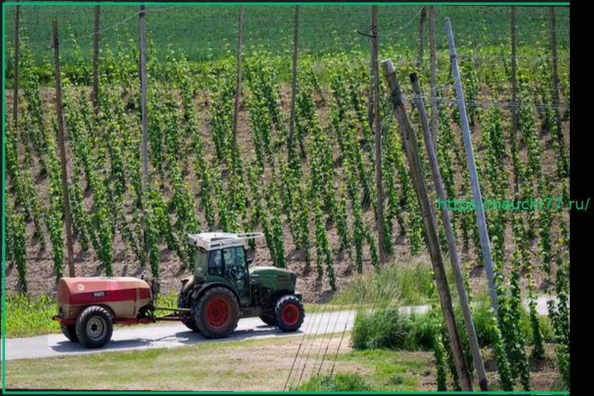 Preview Трагедия в Нижней Баварии: Мужчина погиб на хмелевом поле, попав в машину