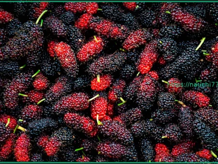 Ягода, эффективно снижающая уровень холестерина