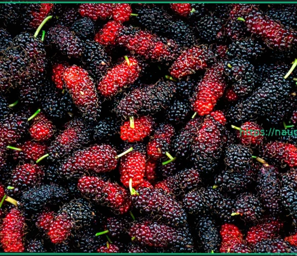 Ягода, эффективно снижающая уровень холестерина