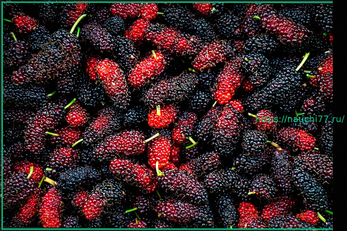 Preview Ягода, эффективно снижающая уровень холестерина