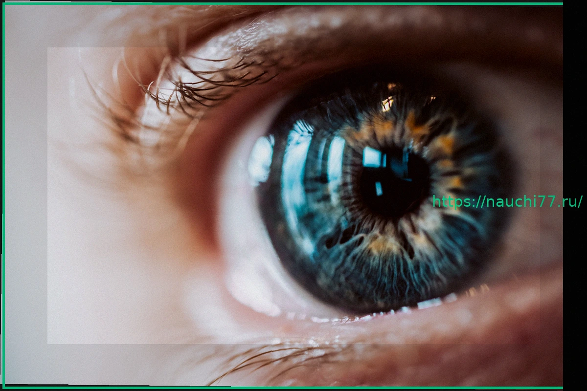 Preview Инновационные импланты из рыбьей чешуи для восстановления роговицы глаза