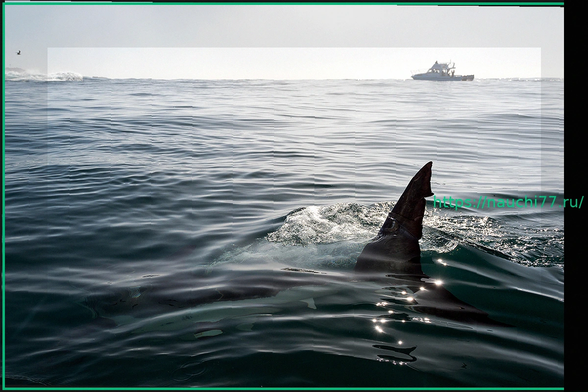 Preview «Кокаиновых акул» обнаружили у берегов одной страны
