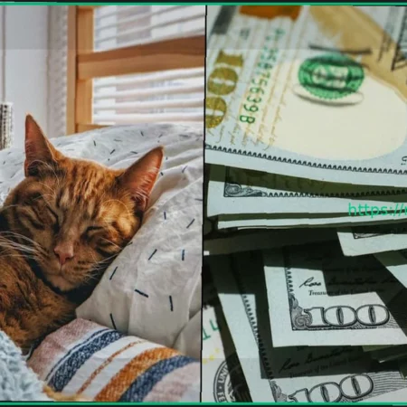 Мужчина зарабатывает $23 000 в месяц, присматривая за кошками, пока хозяева в отпуске