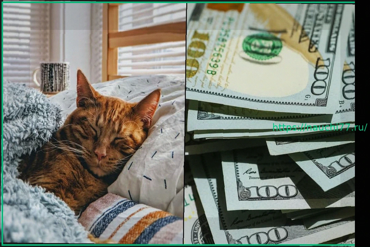 Preview Мужчина зарабатывает $23 000 в месяц, присматривая за кошками, пока хозяева в отпуске