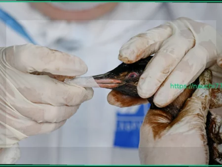 Сотни мертвых и измазанных в нефтепродуктах птиц нашли в Анапе