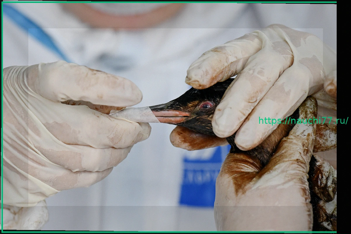 Preview Сотни мертвых и измазанных в нефтепродуктах птиц нашли в Анапе