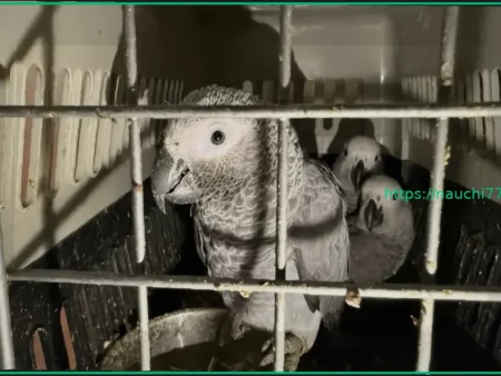 Ульяновский зоопарк стал домом для сотни спасенных экзотических попугаев