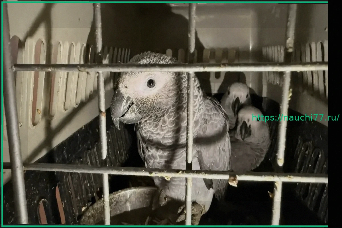 Preview Ульяновский зоопарк стал домом для сотни спасенных экзотических попугаев