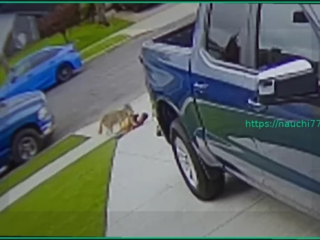 Дикий койот напал на четырехлетнего ребенка и попал на видео