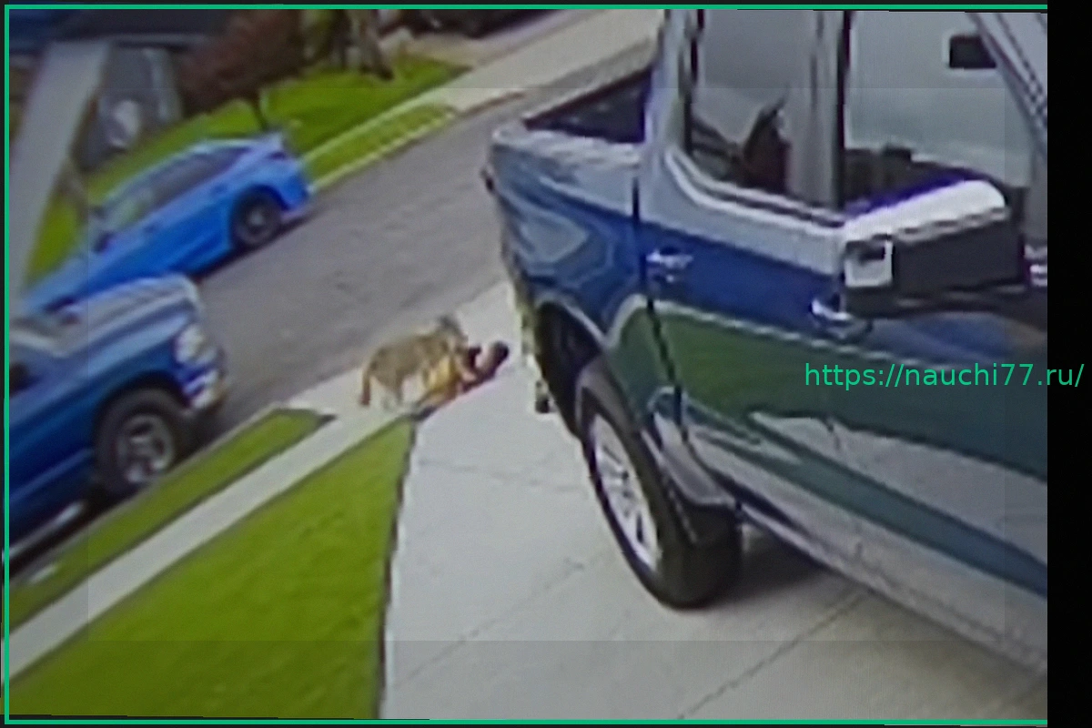 Preview Дикий койот напал на четырехлетнего ребенка и попал на видео
