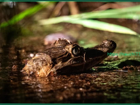 Подростка арестовали за издевательства над маленьким аллигатором
