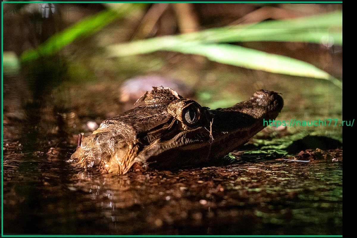 Preview Подростка арестовали за издевательства над маленьким аллигатором