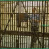 Пастор приговорен к пожизненному за сексуальное насилие над прихожанками