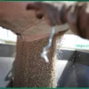 Поставки российского зерна в Казахстан демонстрируют троекратный рост
