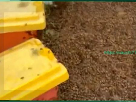 В Техасе перевернулся грузовик с миллионами пчел. Видео